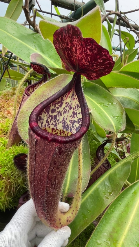N. glandulifera - assorted clones