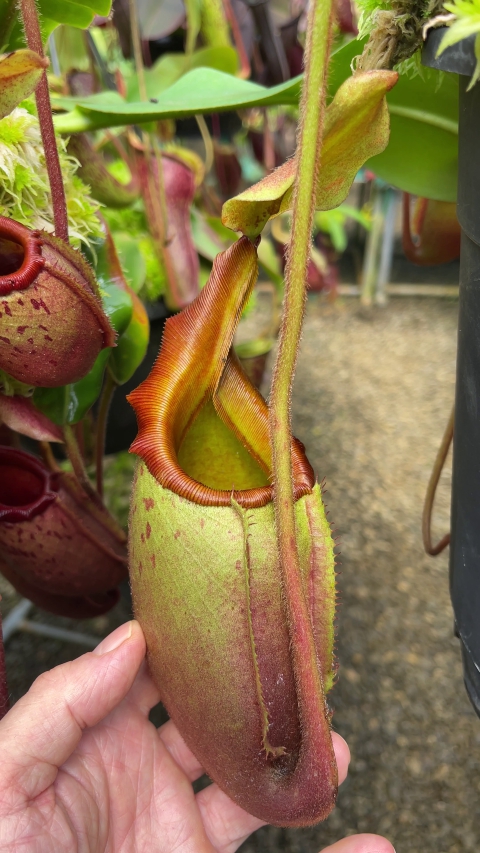 N. veitchii x mira - assorted clones