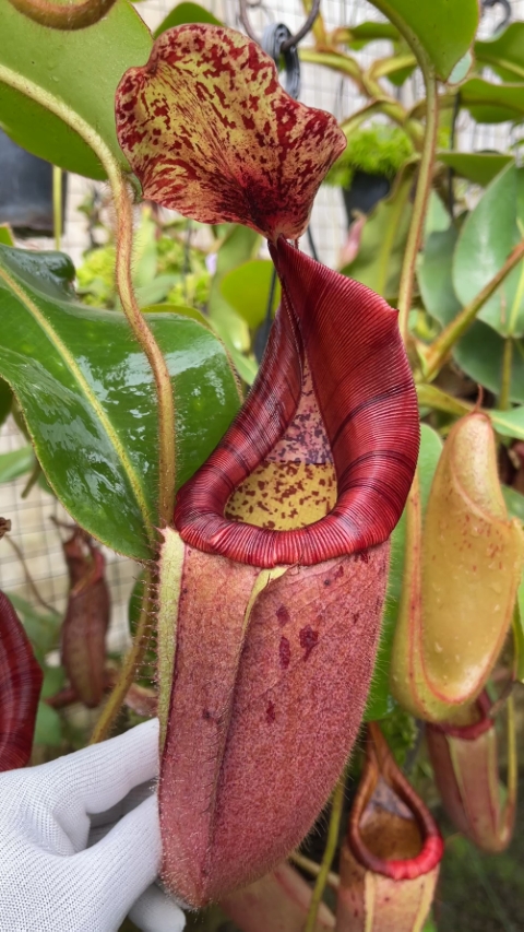 N. glandulifera x veitchii - assorted clones
