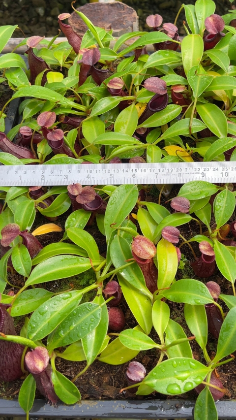 N. ‘Bill Bailey’ x robcantleyi – best selected clone