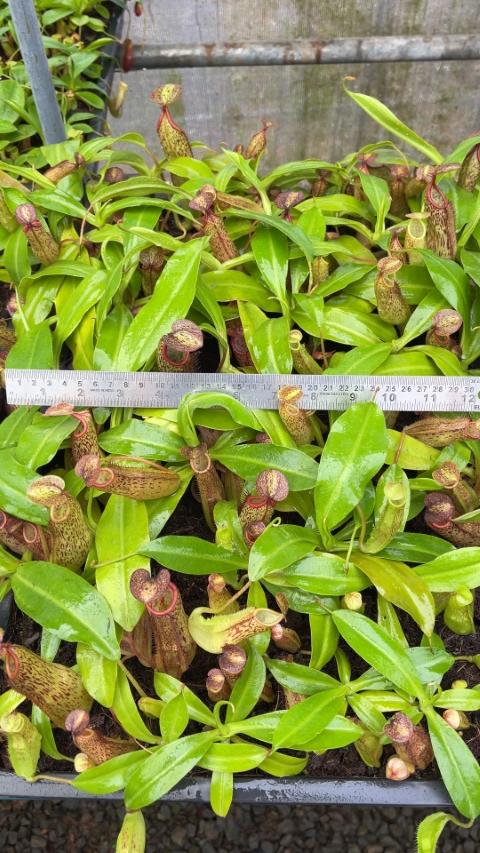 N. samudera - single clone