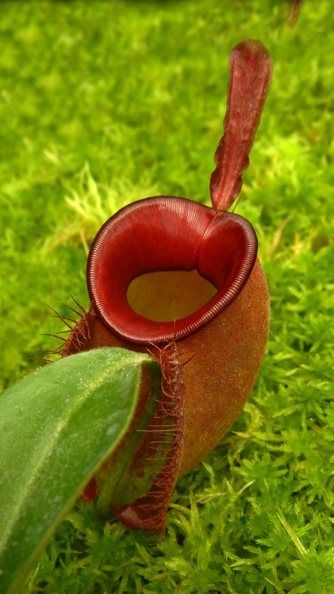 N. ampullaria - Brunei red - selected clone