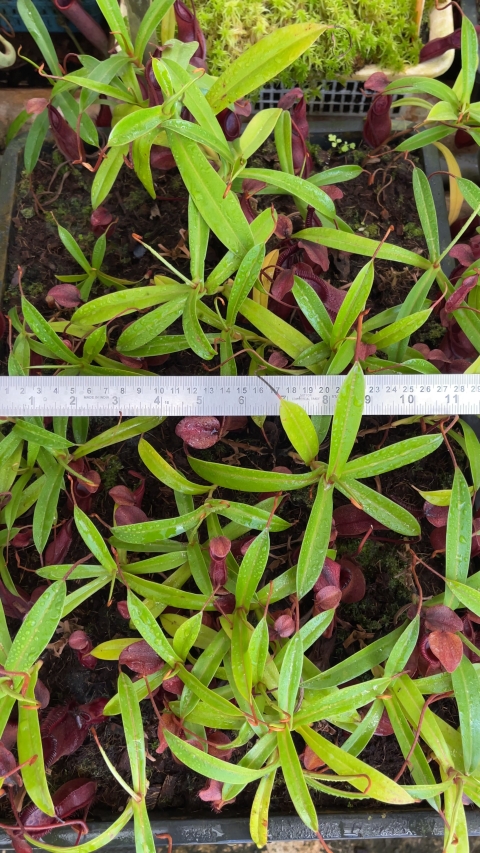 N. singalana x diabolica – assorted clones from cuttings