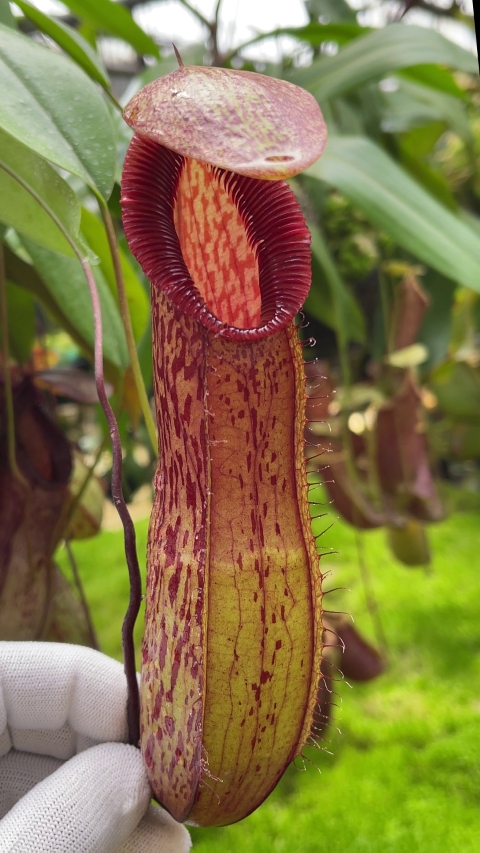 N. burkei x hamata – assorted clones