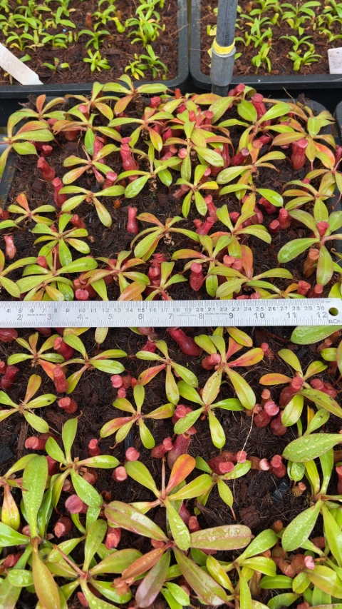 N. burkei x (burbidgeae x edwardsiana) - assorted clones