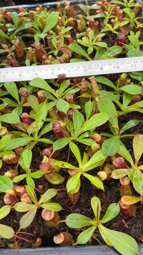 N. burkei x ephippiata – assorted clones