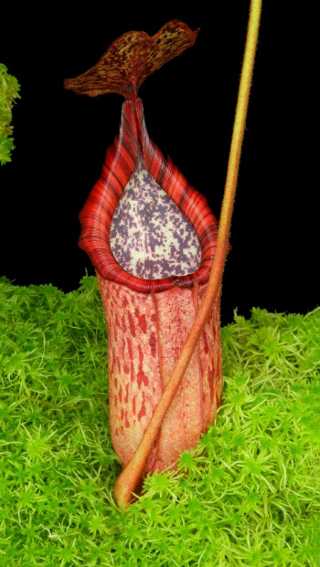 N. burbidgeae x petiolata - assorted clones