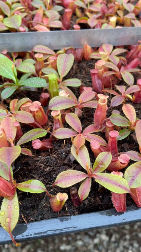 N. veitchii x mira - assorted clones