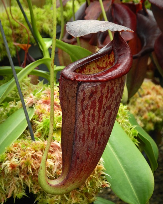 N. glandulifera x tenuis – assorted clones
