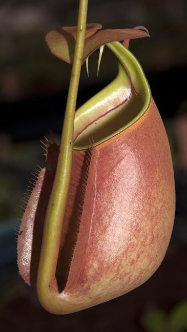 N. bicalcarata - Brunei orange - selected clone