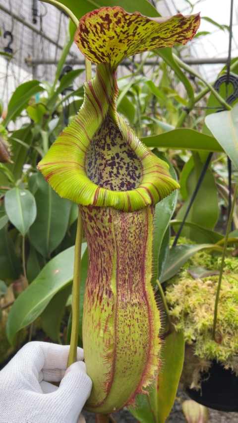 N. spathulata x (burbidgeae x edwardsiana)