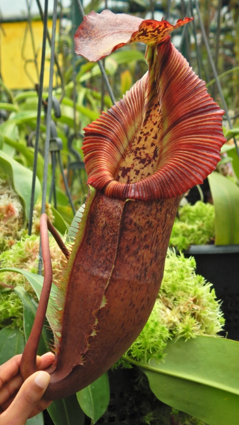 N. singalana x (burbidgeae x edwardsiana) – clone #4