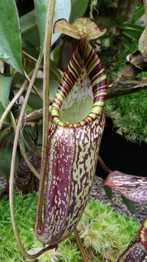 N. spectabilis – Gng. Perkinson