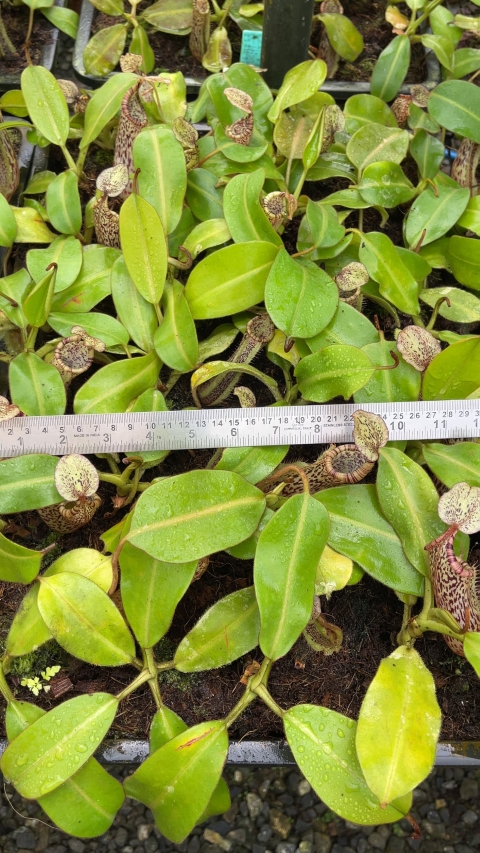 N. burbidgeae x platychila