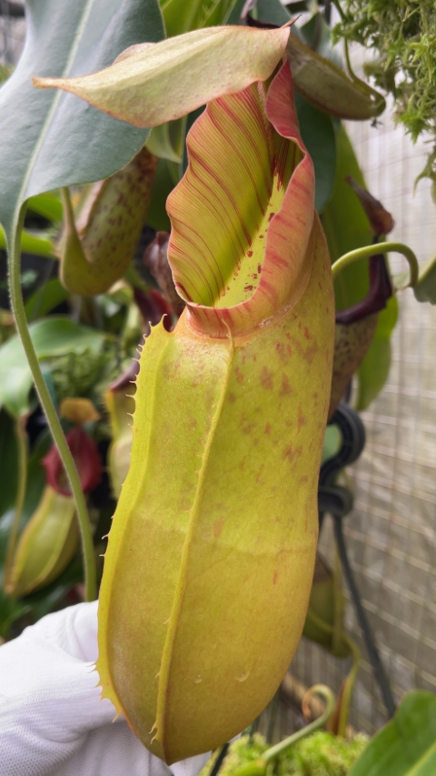 N. spathulata x veitchii