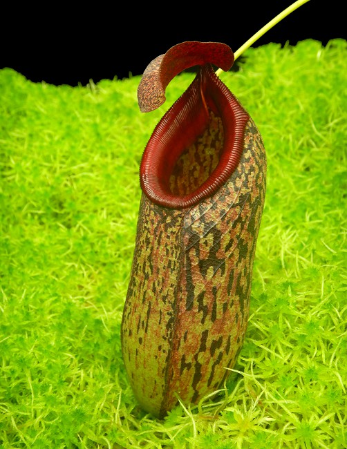 N. aristolochioides x burkei – selected clone