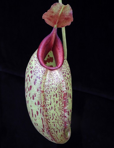 N. robcantleyi x aristolochioides – assorted clones