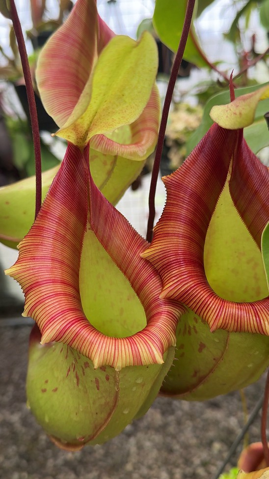 N. veitchii x ventricosa – assorted clones