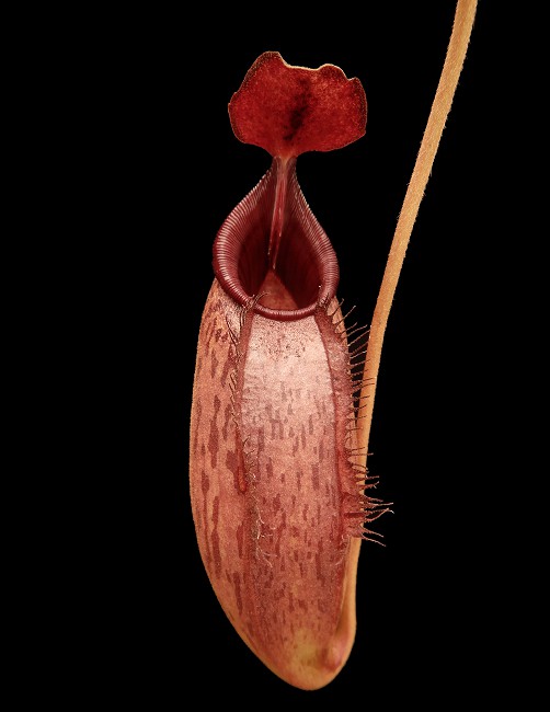 N. (veitchii x lowii) x aristolochioides - assorted clones