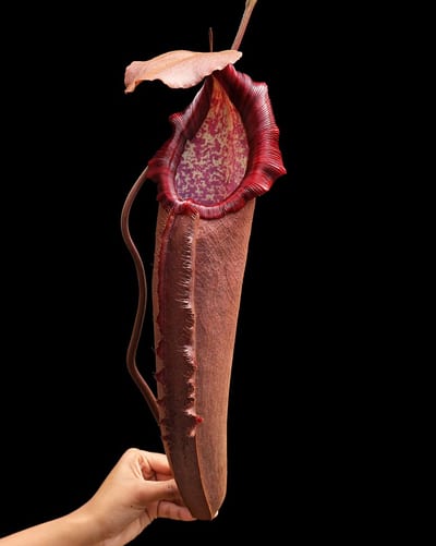 N. densiflora x robcantleyi – assorted clones