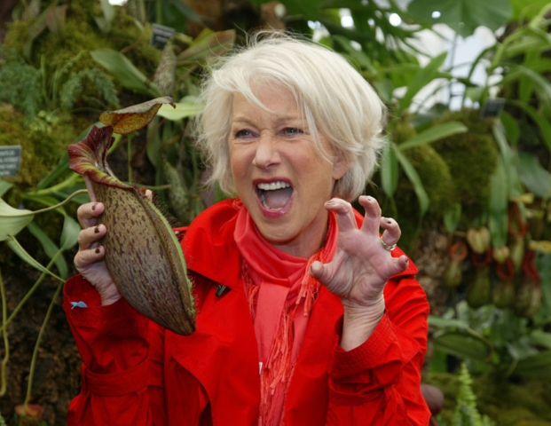 Nepenthes 'Helen' - selected cultivar