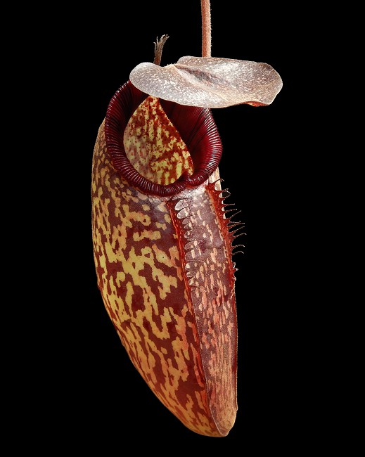 N. (aristolochioides x spectabilis) x klossii – assorted clones