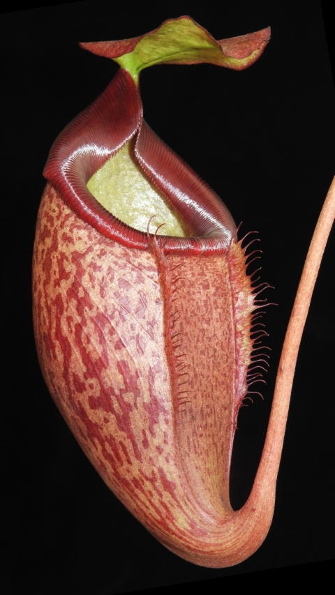 N. merrilliana x glabrata ' selected clone