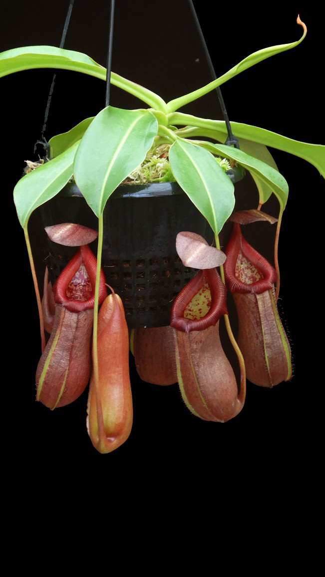 N. robcantleyi x ventricosa – assorted clones