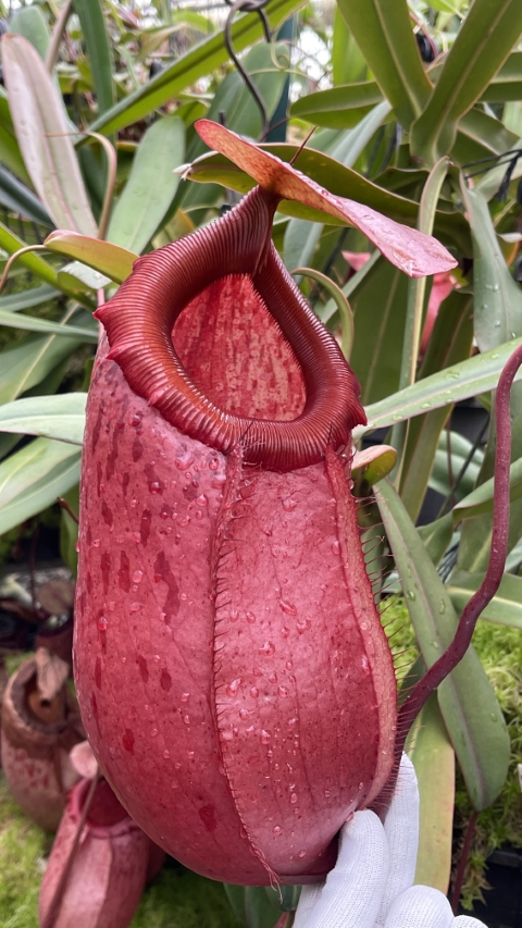 N. sibuyanensis x merrilliana – assorted clones