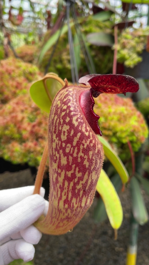 N. klossii - confirmed true clone