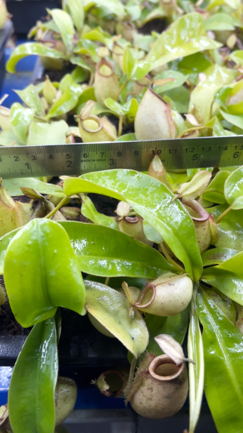 N. bicalcarata x ampullaria – selected clone