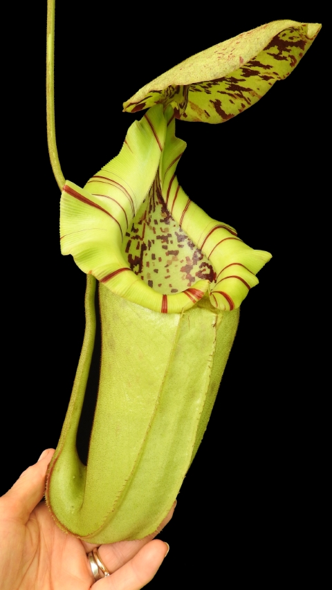 N. burbidgeae x robcantleyi – selected clone