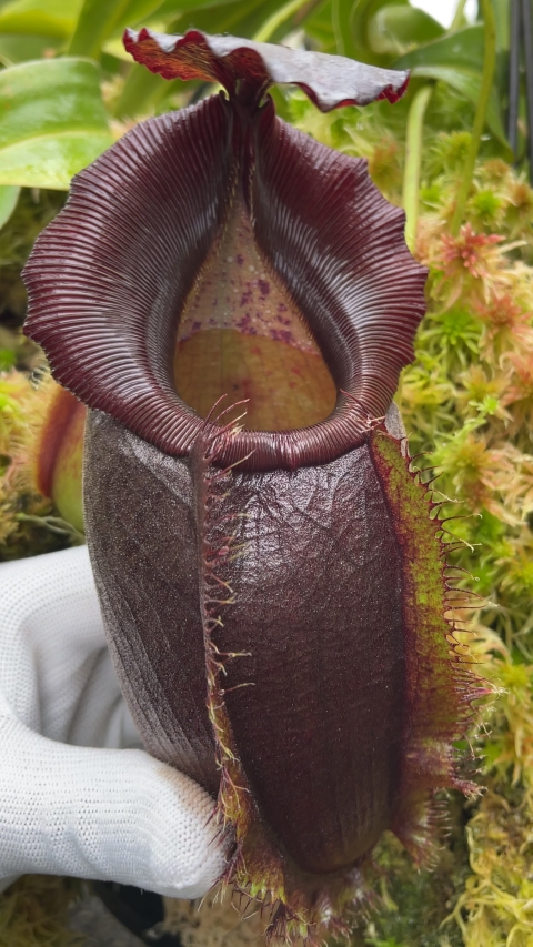 N. spathulata x gymnamphora – best selected clone