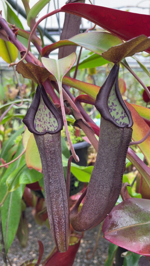 N. maxima x ramispina – best selected clone