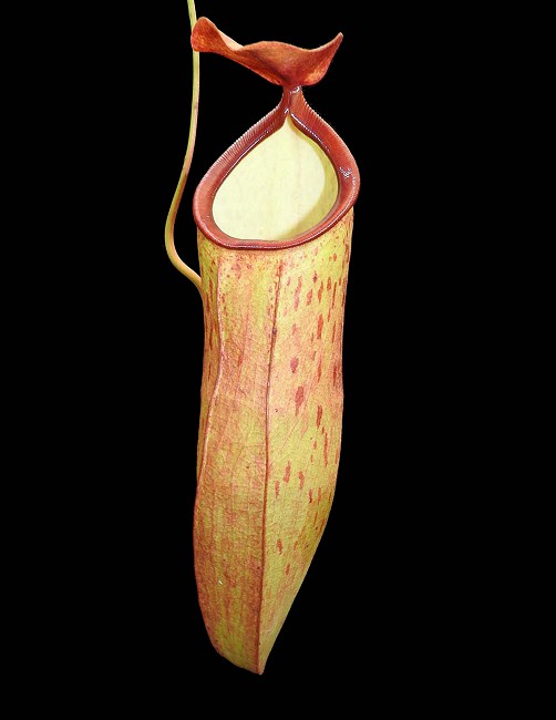 N. talangensis x reinwardtiana - assorted clones