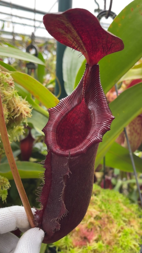 N. rajah x lowii - assorted clones