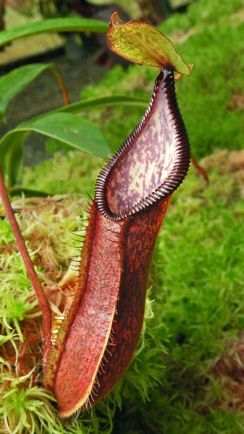 N. (singalana x diabolica) x hamata - assorted clones