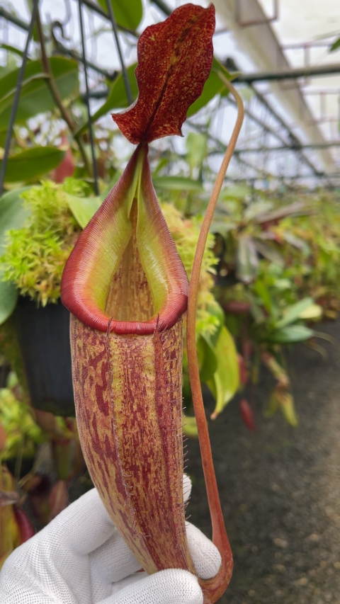 N. talangensis x zakriana