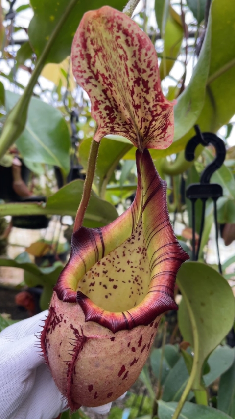 N. burbidgeae x veitchii