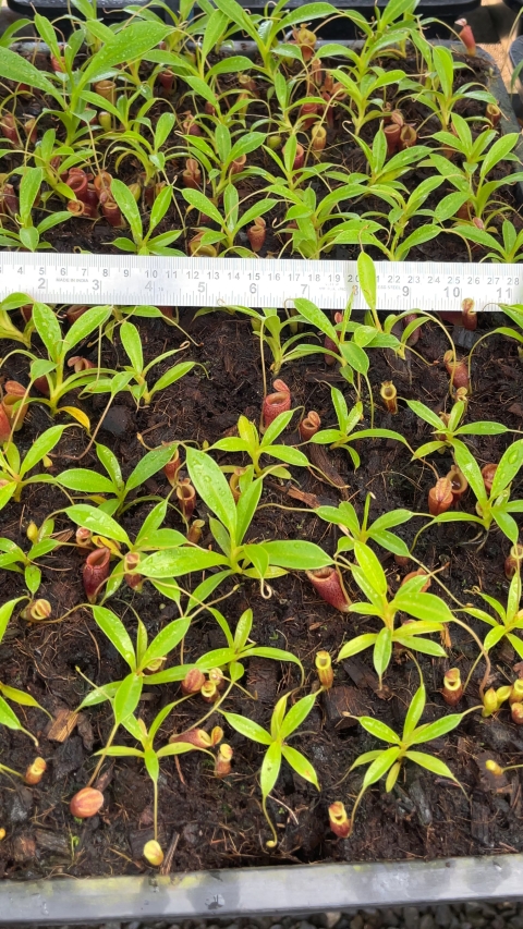 N. jamban – grex # 1 – two selected clones