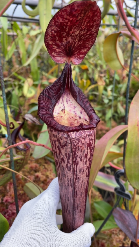 N. (veitchii x lowii) x spectabilis – assorted clones