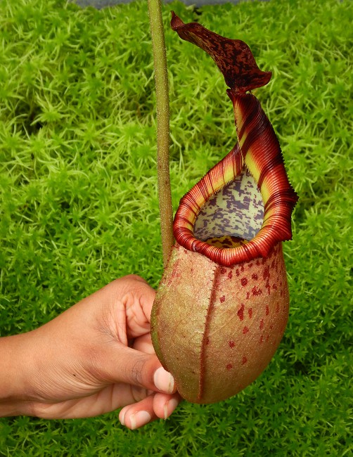 N. (veitchii x mira) x (burbidgeae x edwardsiana) - assorted clones