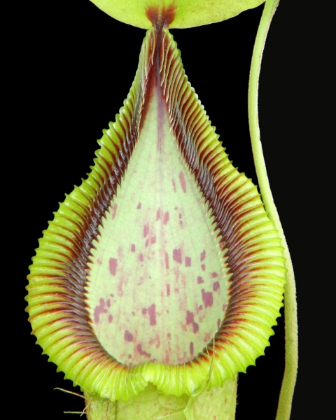 N. robcantleyi x hamata - assorted clones