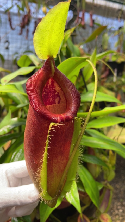 N. singalana x ampullaria – best selected clone