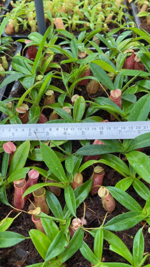 N. merrilliana x glabrata ' selected clone