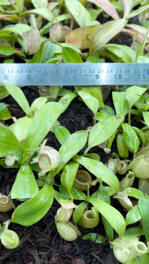 N. ampullaria -'Bronze Nabire’ - selected clone