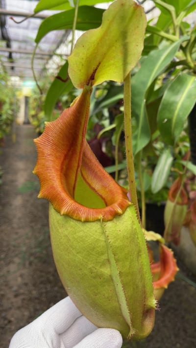 N. veitchii x mira - best selected clone