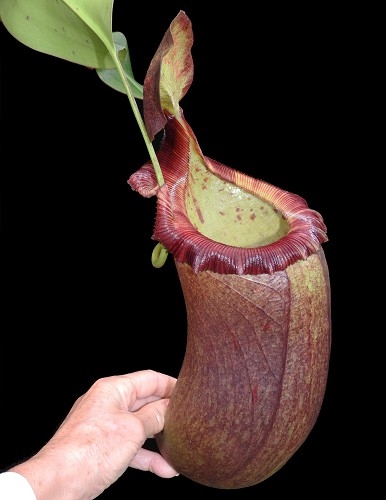 N. (ventricosa x sibuyanensis) x robcantleyi – assorted clones