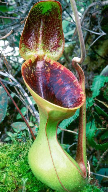 WIP N. lowii - Trus Madi - best selected clone