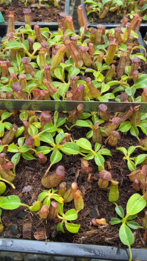 N. robcantleyi x klossii - assorted clones
